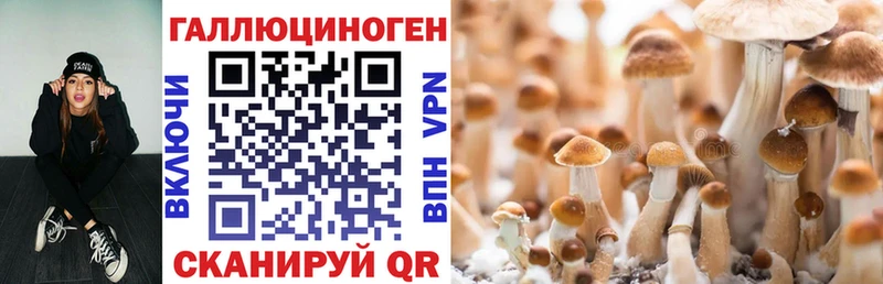 Псилоцибиновые грибы Psilocybe Чехов